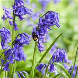 Sponsor Spring Flowers for our Community Woodland